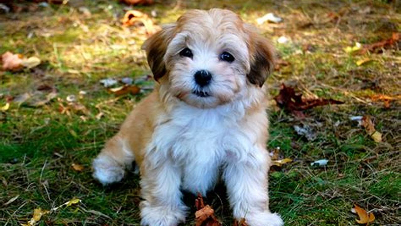 Find Your Furry Best Friend: Adopt a Havanese Today