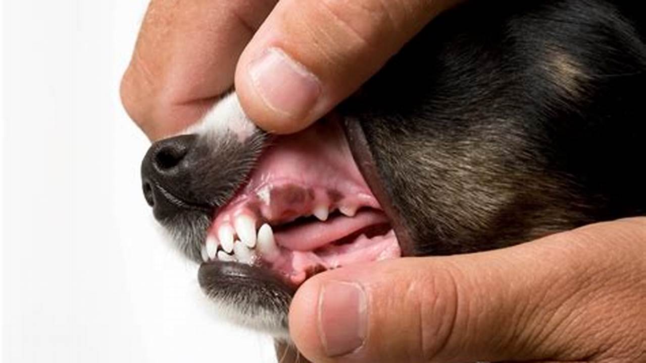 How to Maintain Healthy Dog Gums: A Guide for Pet Owners