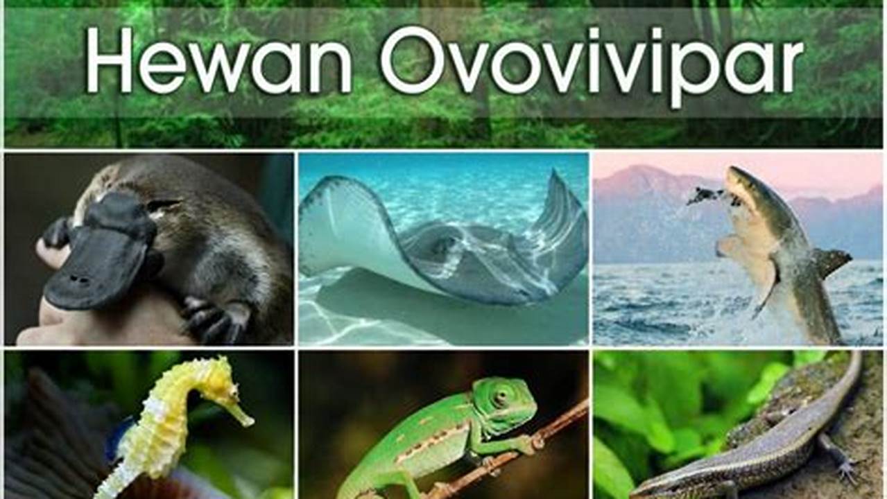 Cara Unik Hewan Berkembang Biak: Panduan Ovovivipar