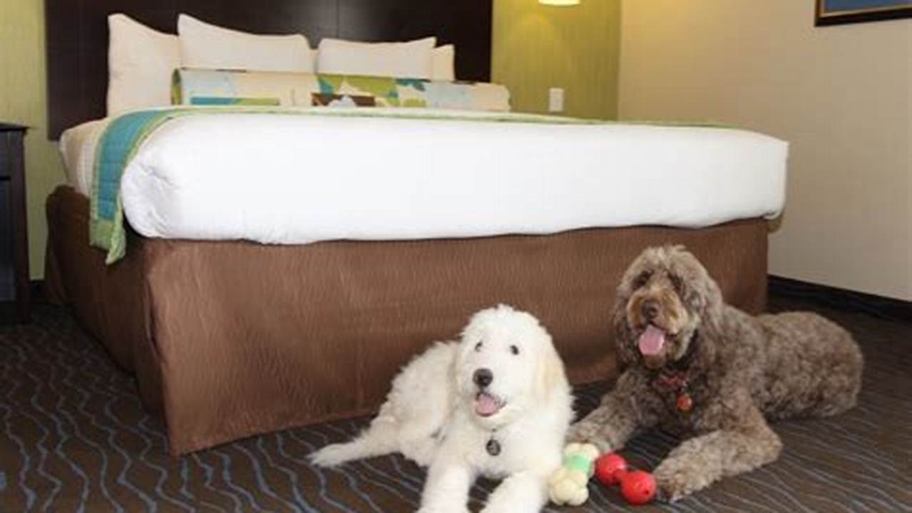 Discover 10 NYC Hotels That Welcome Large Dogs, Including Amenities, Reviews, and More!