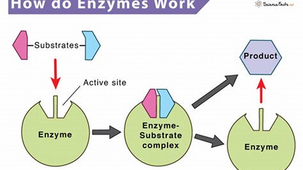 Unraveling the Secrets of Enzyme Function: Discoveries and Insights