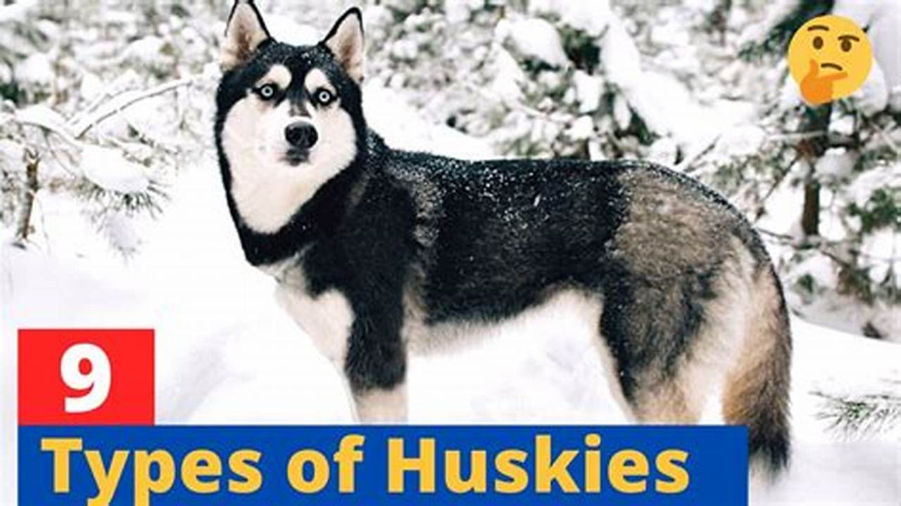 Uncover the Husky Breed Mosaic: Discover the Spectrum of Husky Varieties