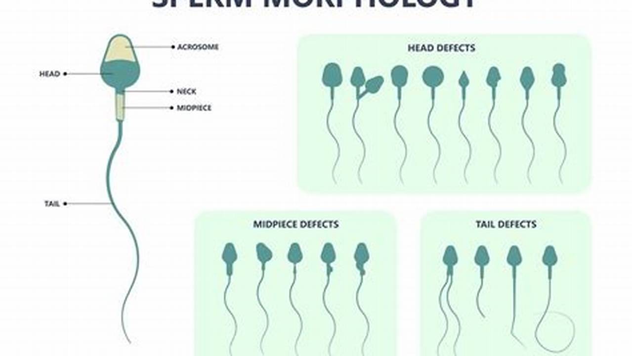 How Sperm Morphology Impacts Fertility: A Comprehensive Guide for Expectant Parents