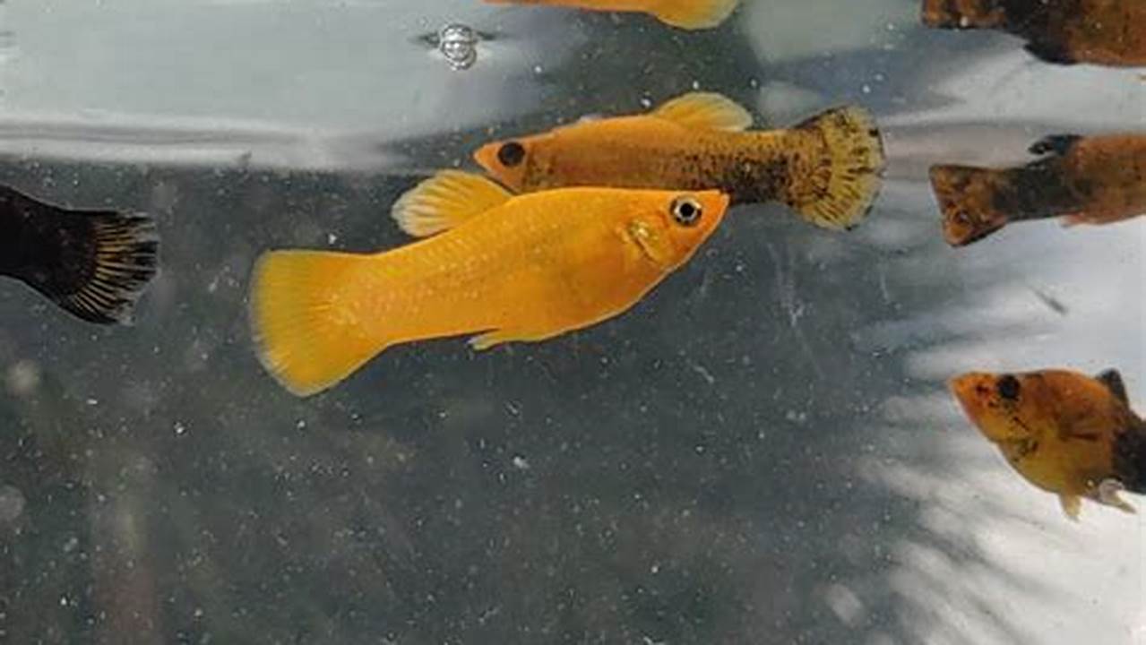 Rahasia Merawat Ikan Gold Dust Molly yang Wajib Diketahui
