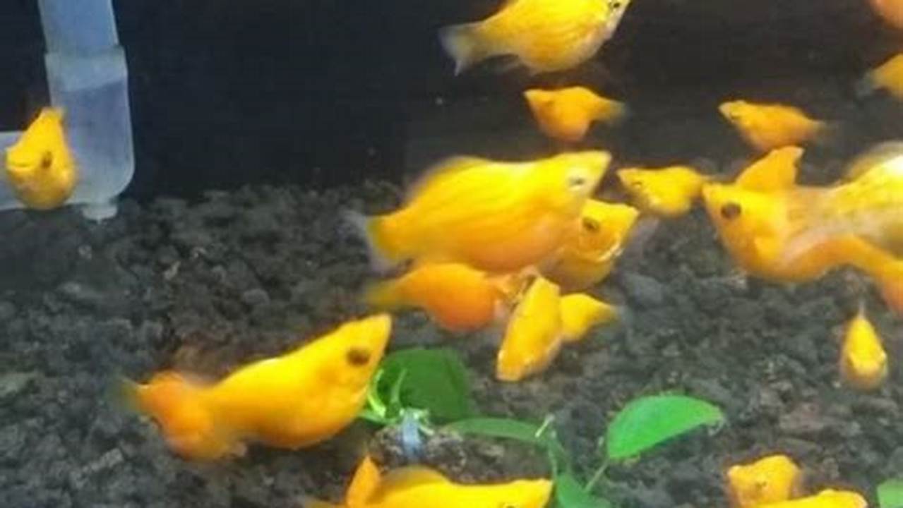 Temukan Rahasia Ikan Hias Golden Molly Balon yang Menakjubkan