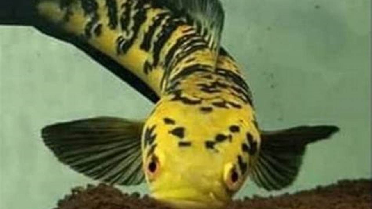 Ikan Hias Kalimantan