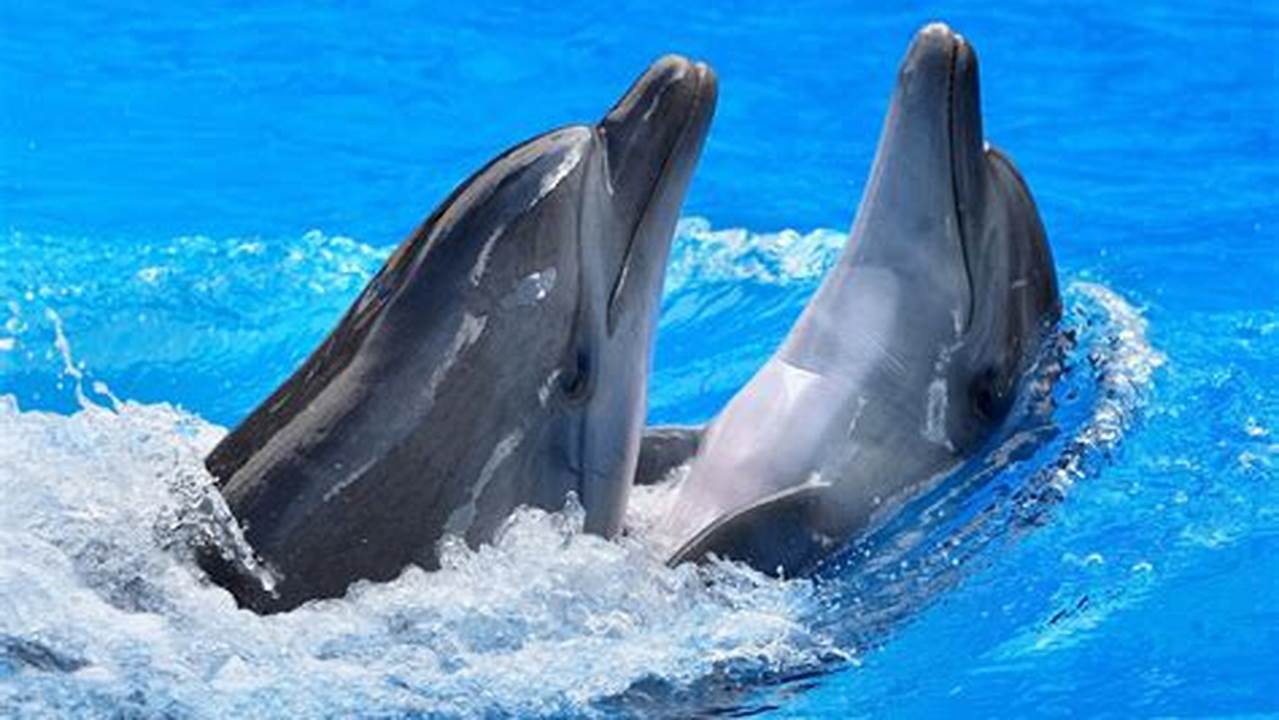 Immerse in the Beauty of Dolphins: Unveil the Perfect Wallpaper for Your Device