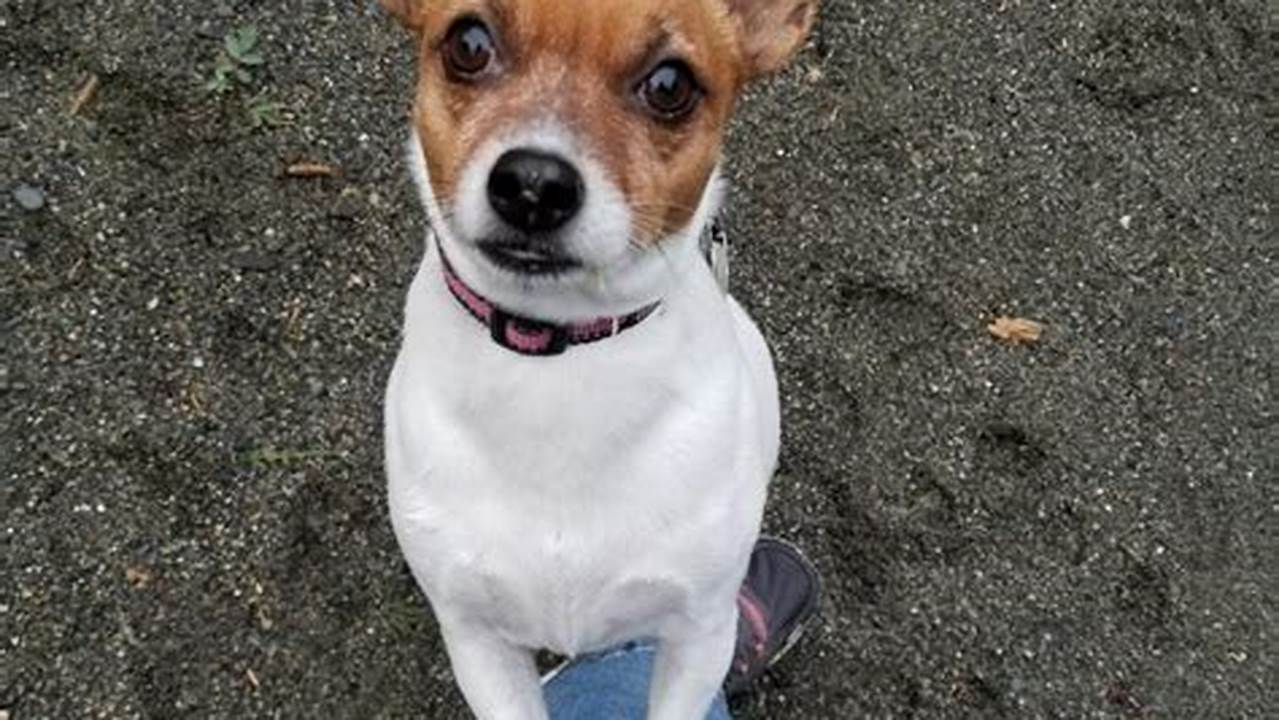 Adopt a Loyal Jack Russell Terrier Today: Find Your Perfect Companion