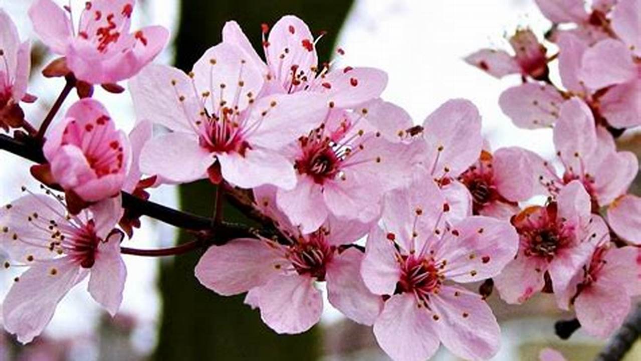 Temukan Jenis Bunga Sakura yang Memukau: Rahasia Kecantikan dan Budaya Jepang