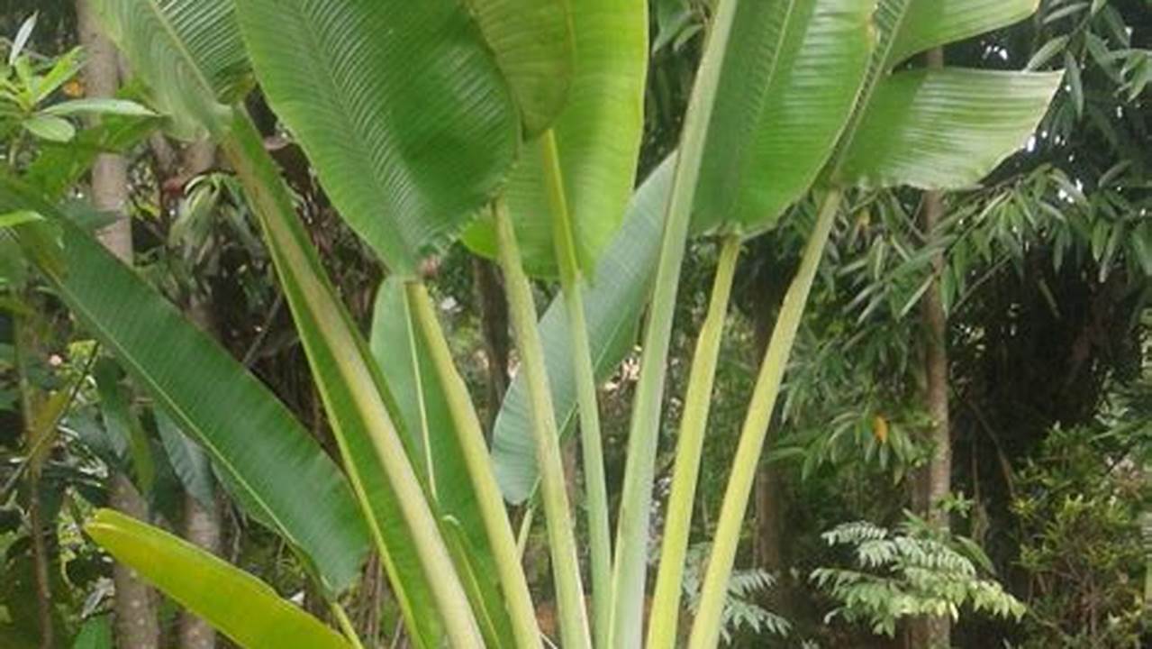 Peluang Bisnis Menjanjikan di "Jual Pohon Pisang Hias"