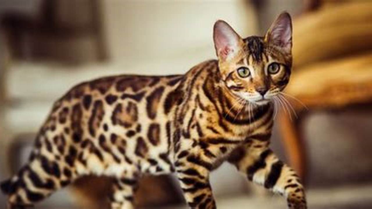 Kenali Ciri Unik Kucing Bengal Kampung, Panduan Lengkap