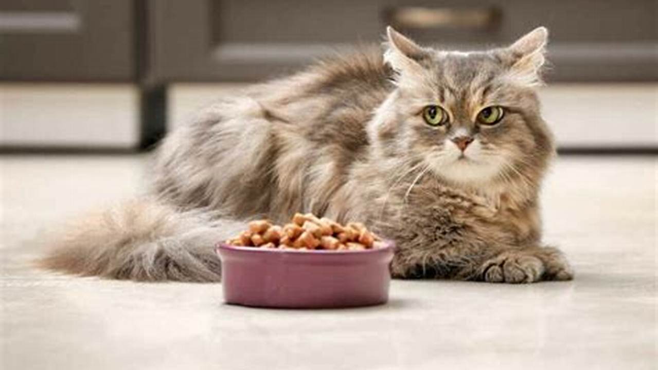 Penyebab Kucing Hilang Nafsu Makan: Mengenali dan Mengatasinya