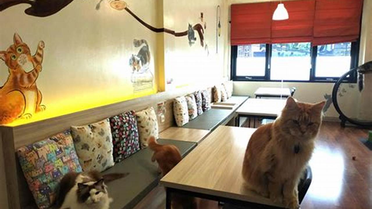 Temukan Surga Pecinta Kucing di Kopi Cat Cafe by Groovy Kemang