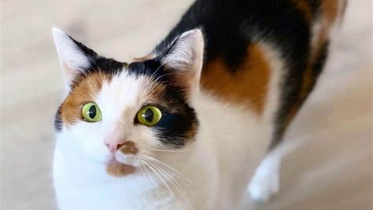 Rahasia Tersembunyi Kucing Calico yang Bikin Kamu Makin Sayang