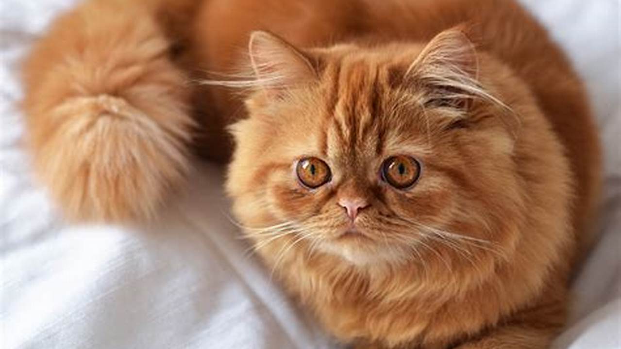 Temukan Pesona Kucing Flatnose: Si Menggemaskan dengan Perawatan Spesial