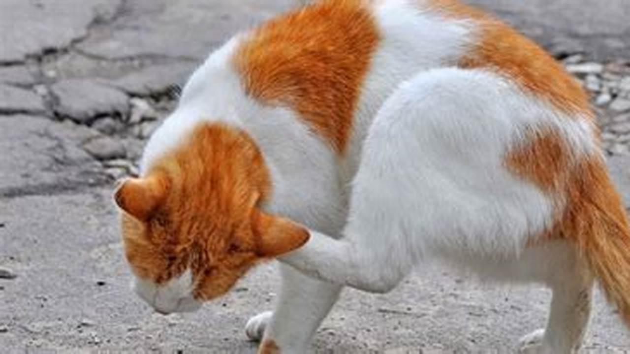 Cara Mengatasi Kucing Jamuran dengan Efektif dan Aman