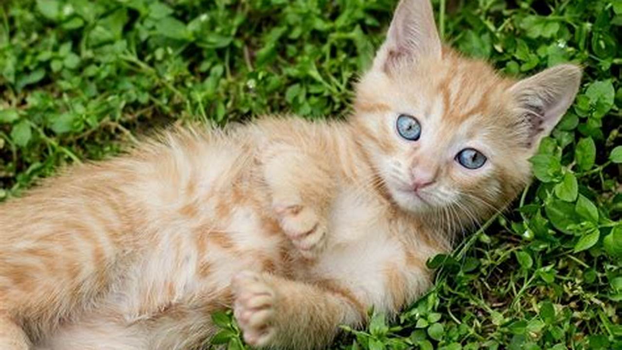Ras Kucing Mixdom: Panduan Lengkap untuk Peliharaan yang Unik dan Setia