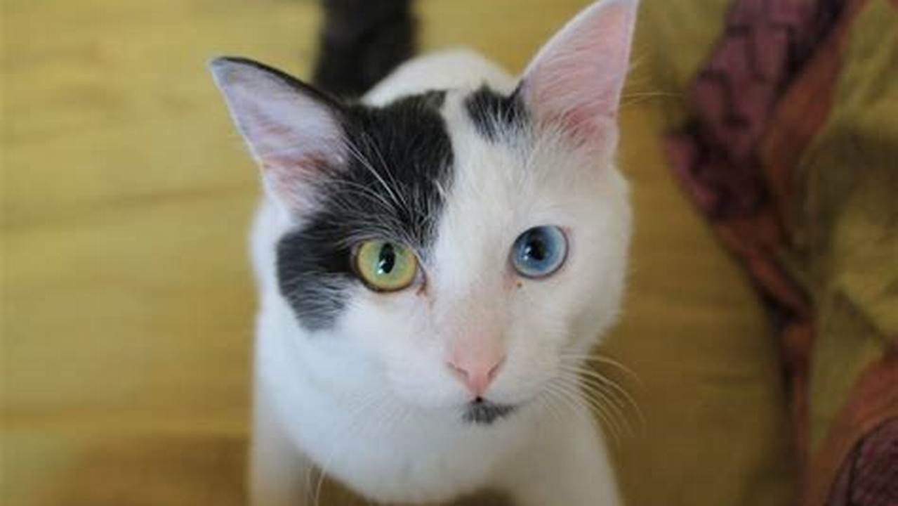 Kucing Odd Eye: Keunikan dan Pesona Mata Berbeda Warna