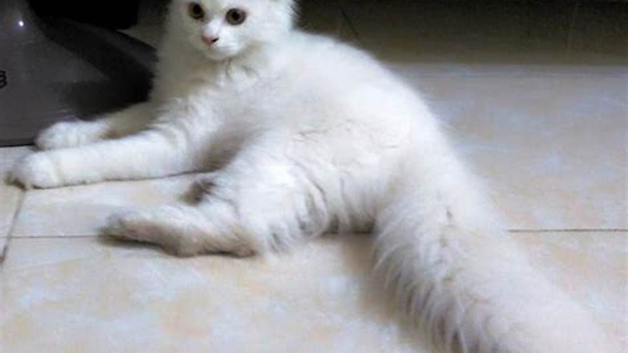 Kucing Putih yang Menawan: Panduan Lengkap untuk Sahabat Berbulu Berwarna Salju