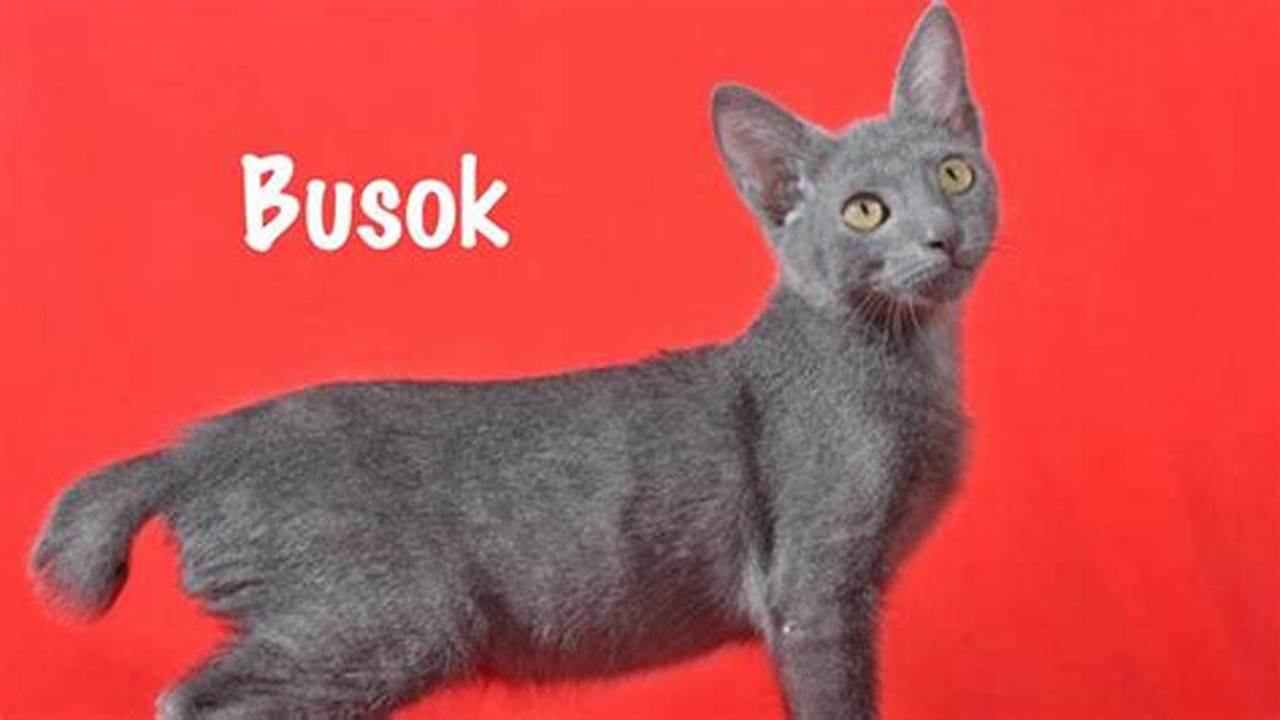 Ras Kucing Unik Indonesia: Kucing Raas yang Menawan