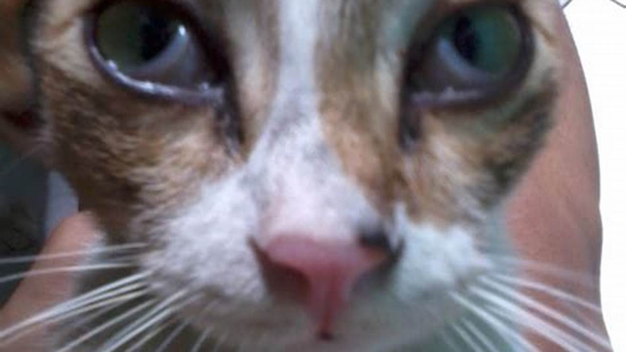 Sakit Mata pada Kucing: Kenali Penyebab dan Cara Mengatasinya