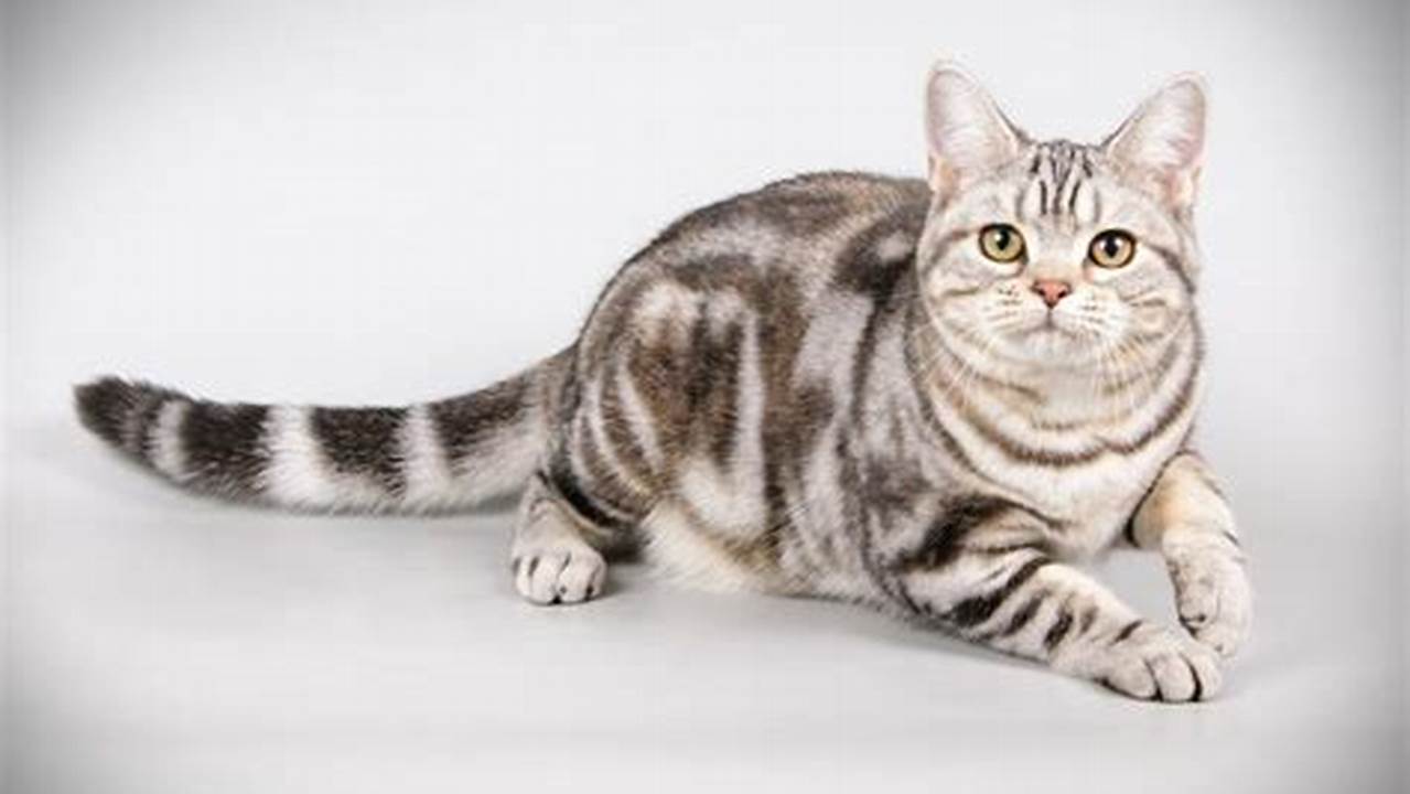 Ragam Pesona Kucing Tabby, Si Belang yang Menggemaskan