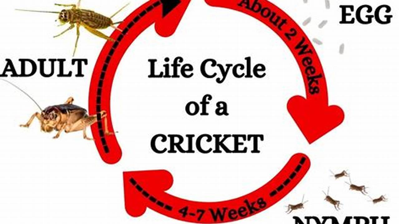 How to Extend the Lifespan of Your Pet Cricket: A Comprehensive Guide