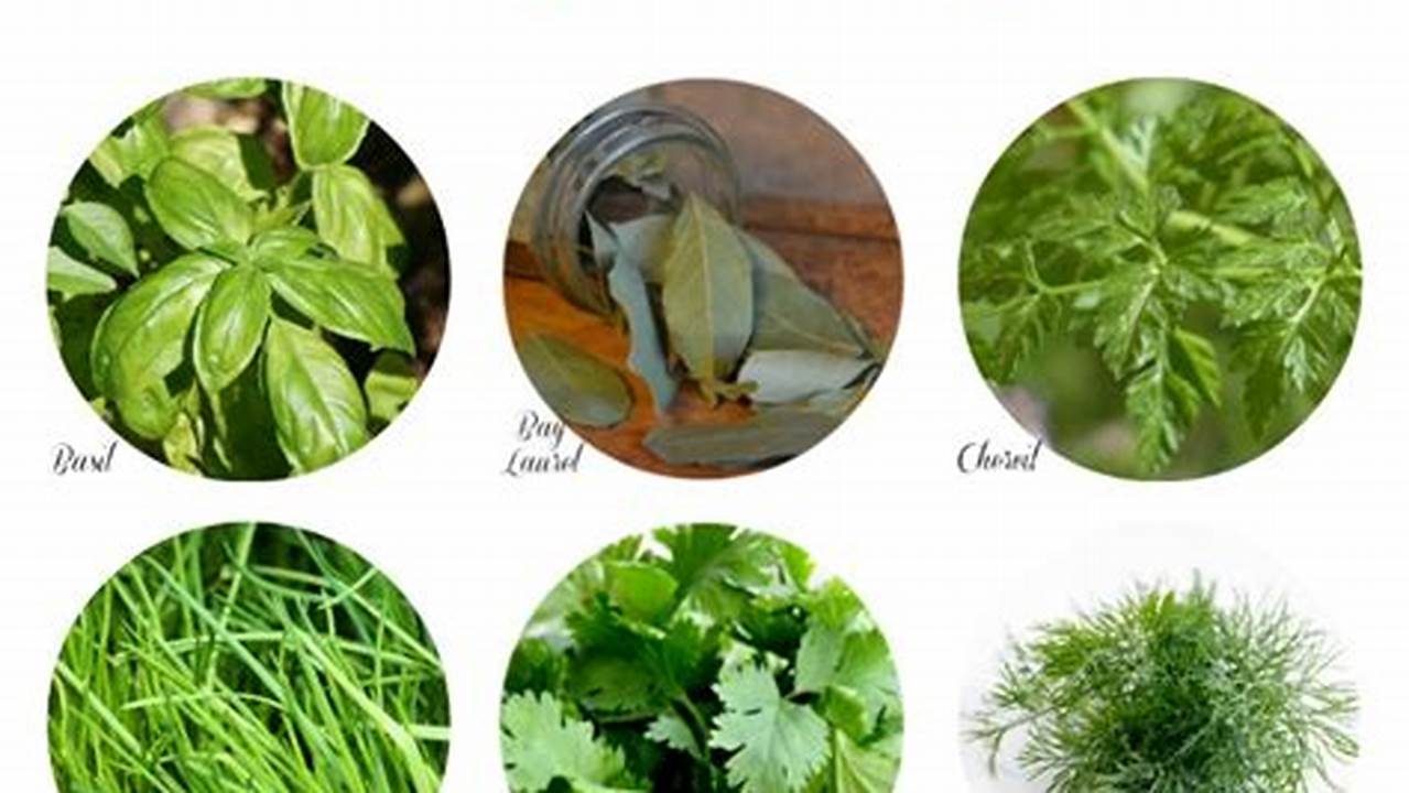 Unveiling Nature's Secrets: Explore Herbs with Pictures and Uses