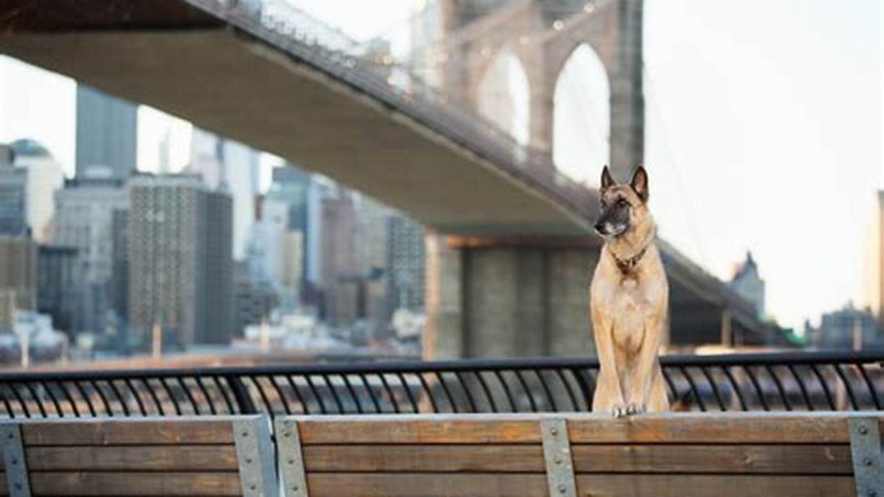 Discover Unforgettable Lodge Holidays with Dogs in NYC: Explore Benefits, Tips, and More