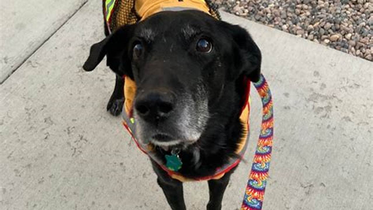 Adopt a Loving Companion Today at Longmont Humane Society