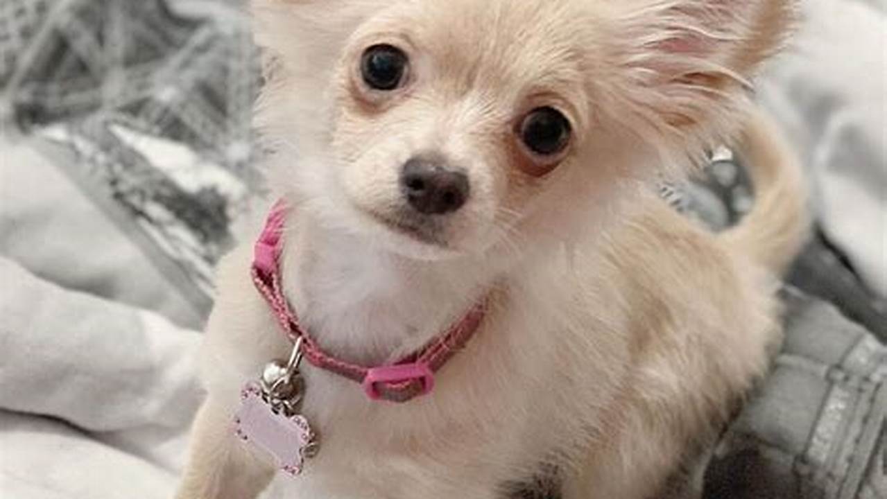 Unleash the Secrets of "Los Angeles Craigslist Pets": A Journey of Pet Discoveries