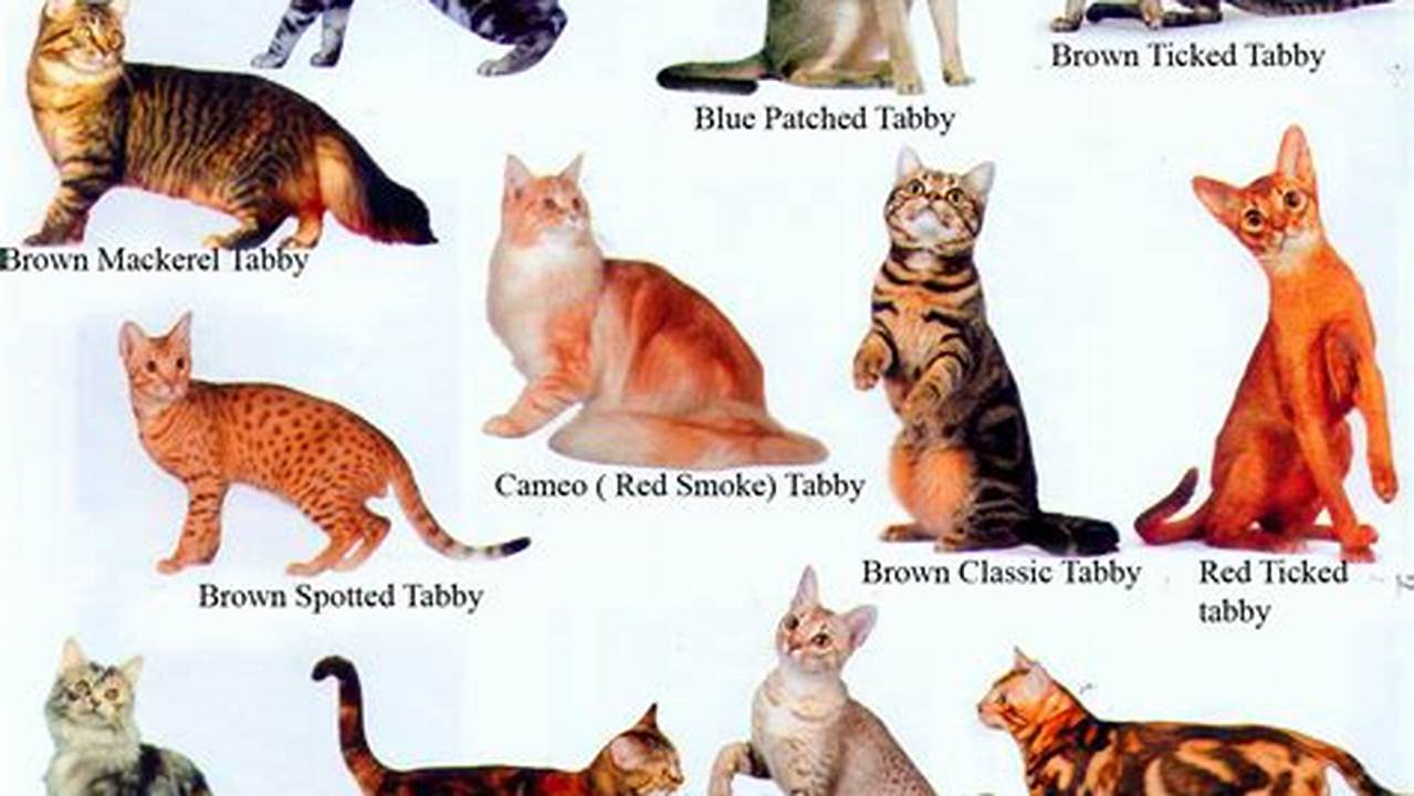 Macam-Macam Kucing: Mengenal Keanekaragaman Kucing di Dunia