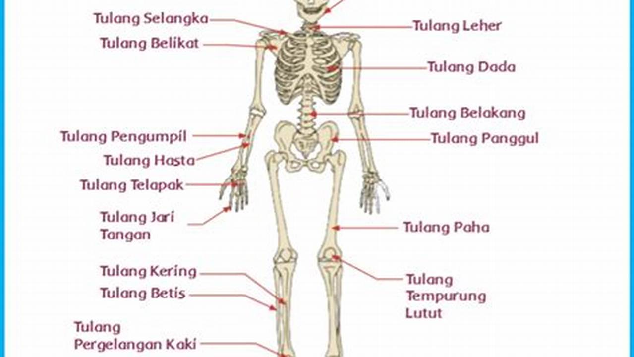 Macam-Macam Tulang: Mengenal Jenis, Fungsi, dan Tips Menjaga Kesehatan Tulang
