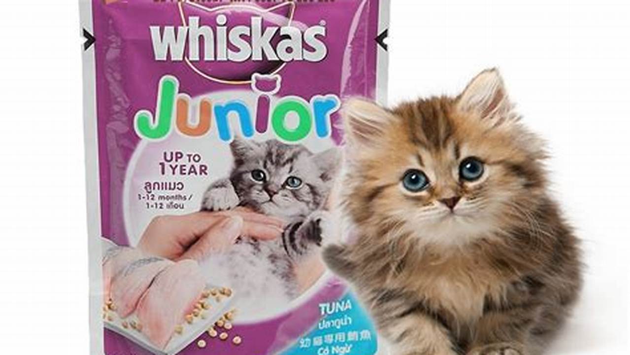 Panduan Lengkap Makanan Anak Kucing: Nutrisi Terbaik untuk Anabul Kesayangan