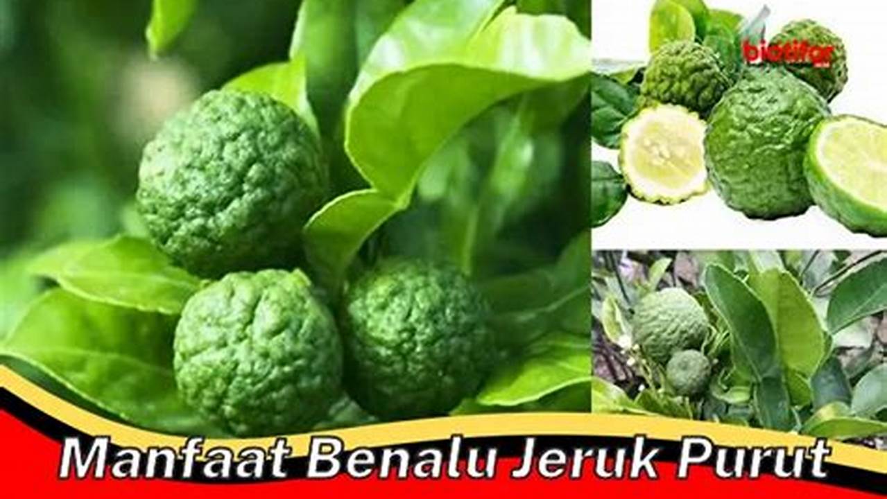 Temukan Manfaat Benalu Jeruk Purut yang Jarang Diketahui