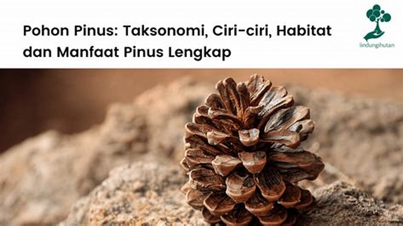Temukan Manfaat Buah Pinus yang Jarang Diketahui