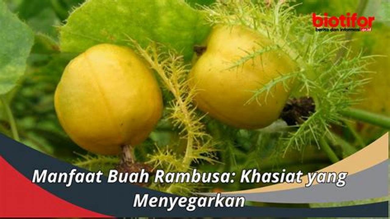 Temukan 5 Manfaat Buah Rambutan yang Jarang Diketahui