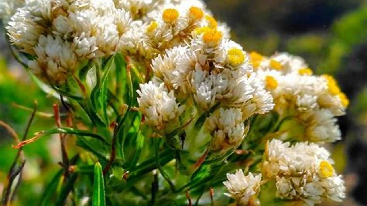 Manfaat Bunga Edelweis yang Jarang Diketahui untuk Kesehatan Anda