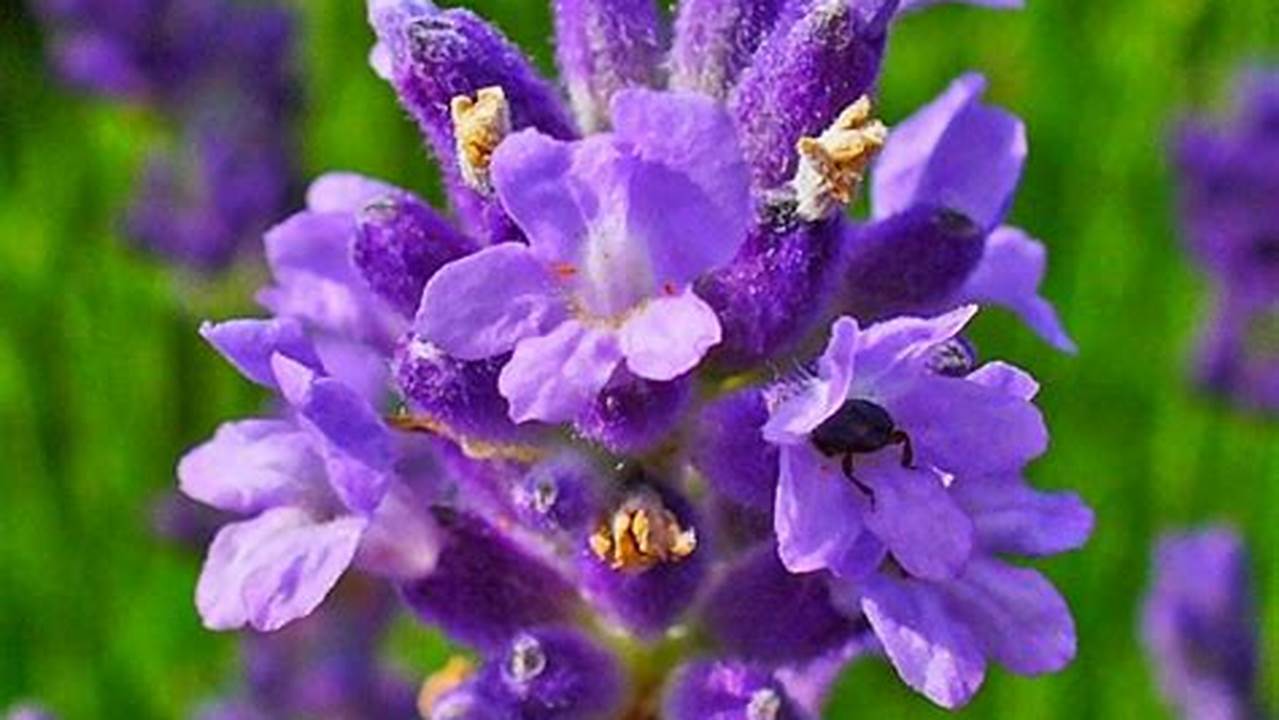 Manfaat Bunga Lavender yang Perlu Kamu Ketahui, Jarang Diketahui