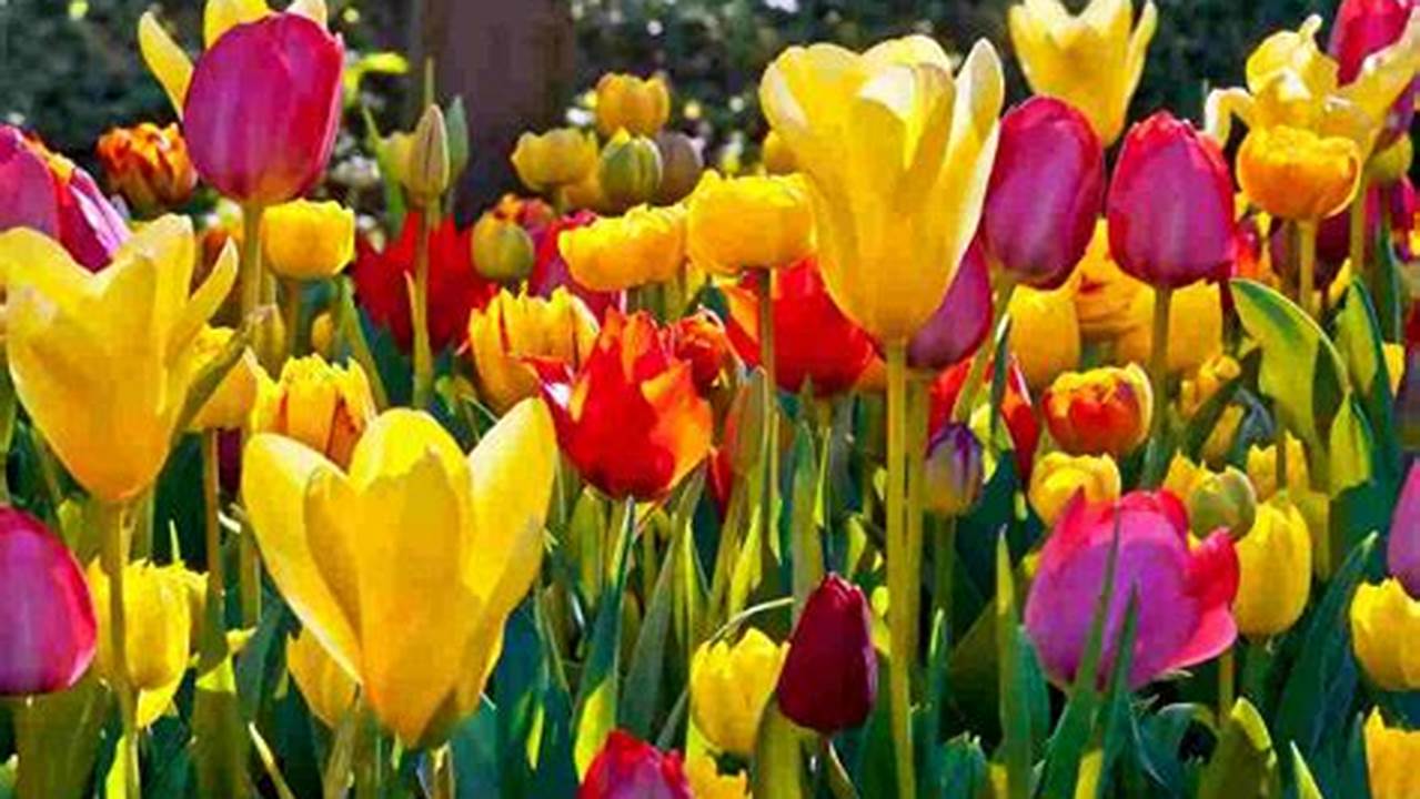 Yuk, Ketahui Manfaat Bunga Tulip yang Jarang Diketahui untuk Kesehatan