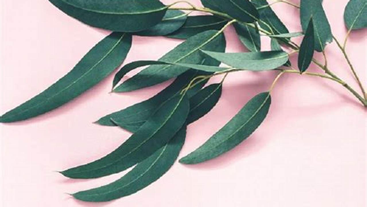 Manfaat Daun Eucalyptus: 10 Rahasia yang Harus Anda Tahu