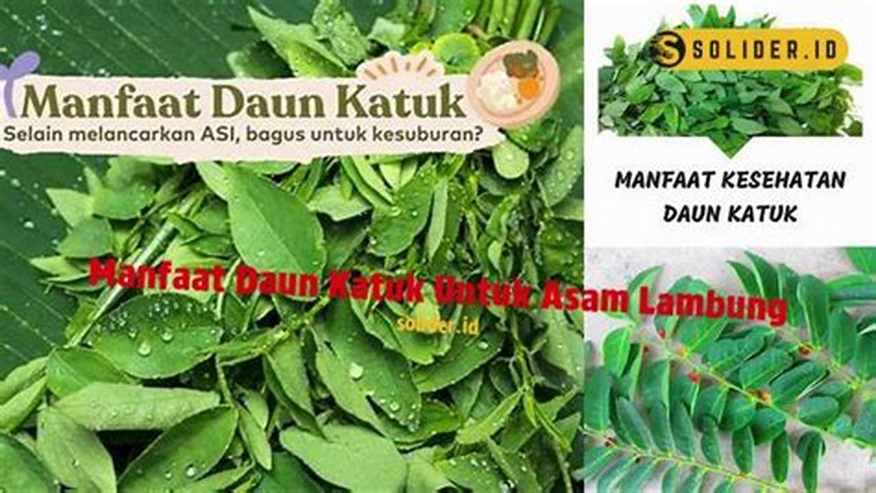 Manfaat Daun Katuk untuk Asam Lambung: Temukan Rahasianya yang Tersembunyi