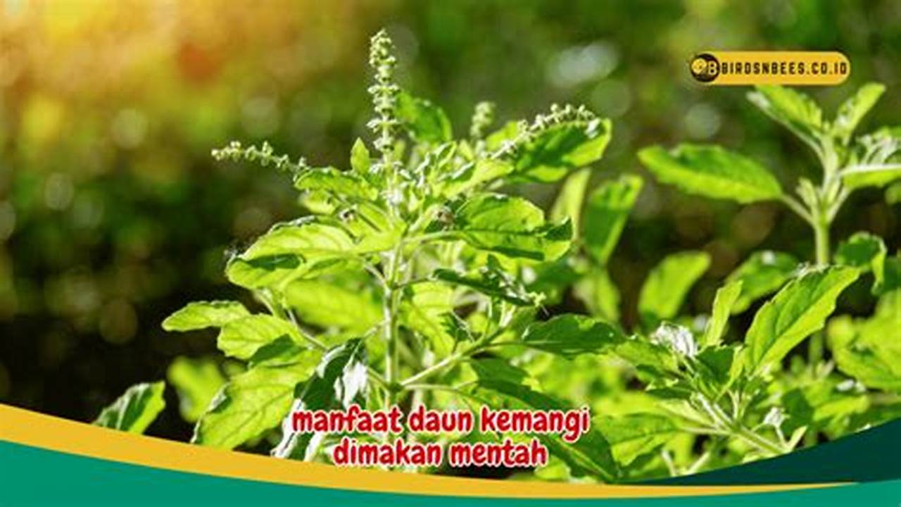 Manfaat Daun Kemangi Dimakan Mentah: Khasiat Rahasia yang Jarang Diketahui!