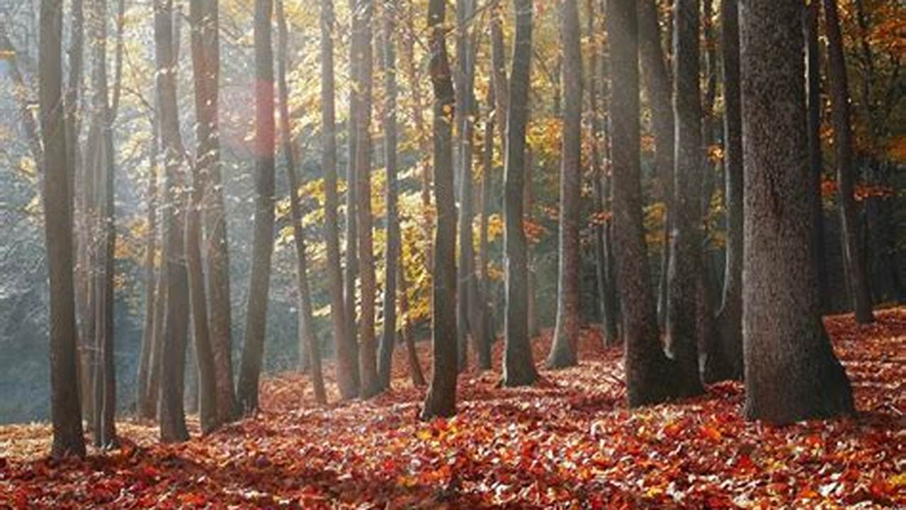 Temukan 10 Manfaat Hutan Gugur yang Jarang Diketahui