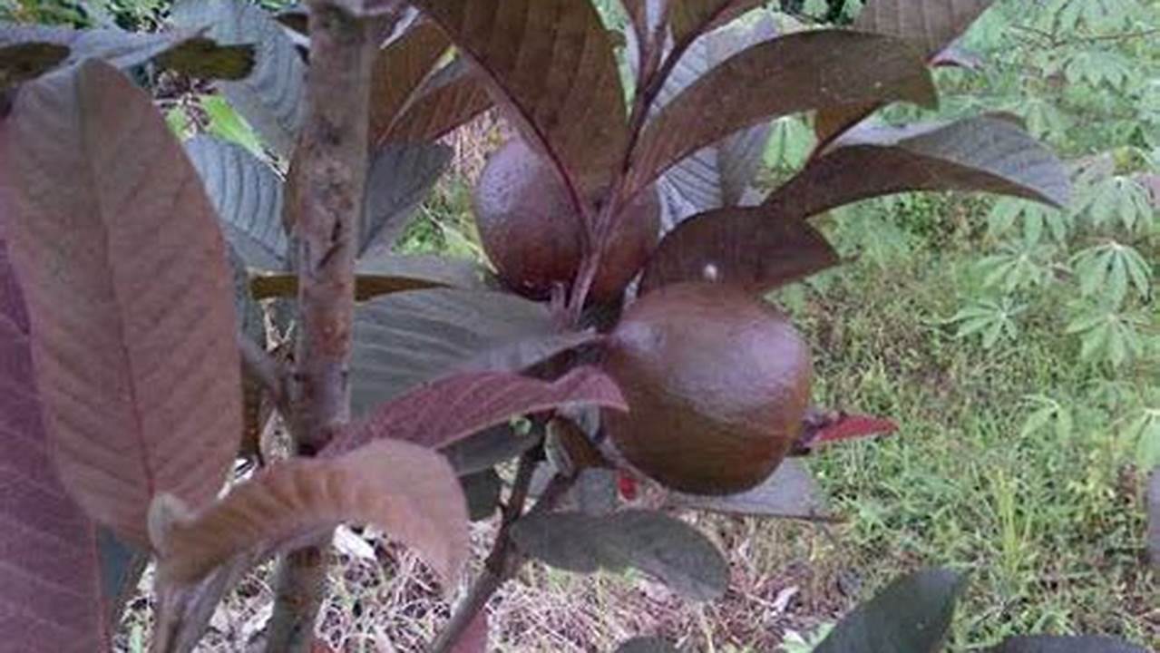 Unveil the 5 Benefits of Jambu Ungu You Need to Know