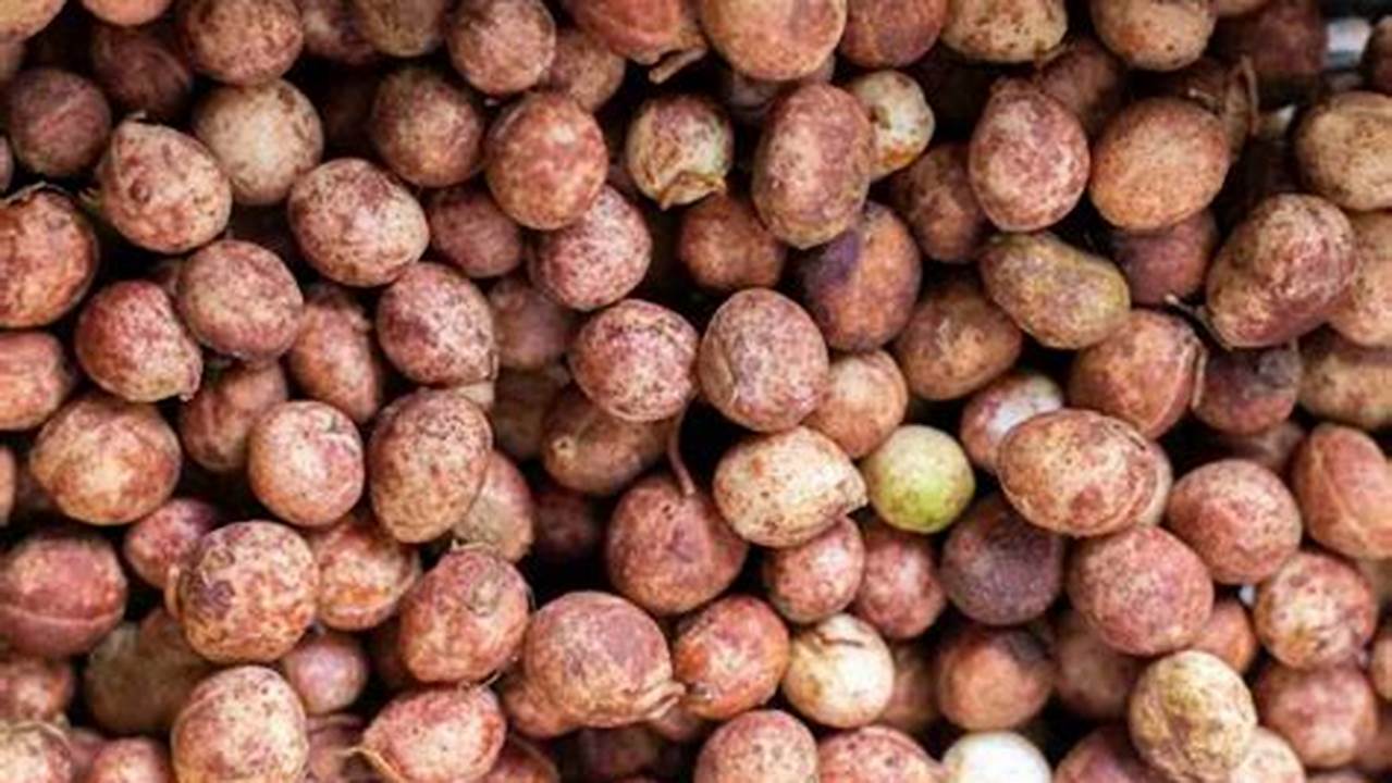 Manfaat Kacang Bogor Luar Biasa, Jarang Diketahui