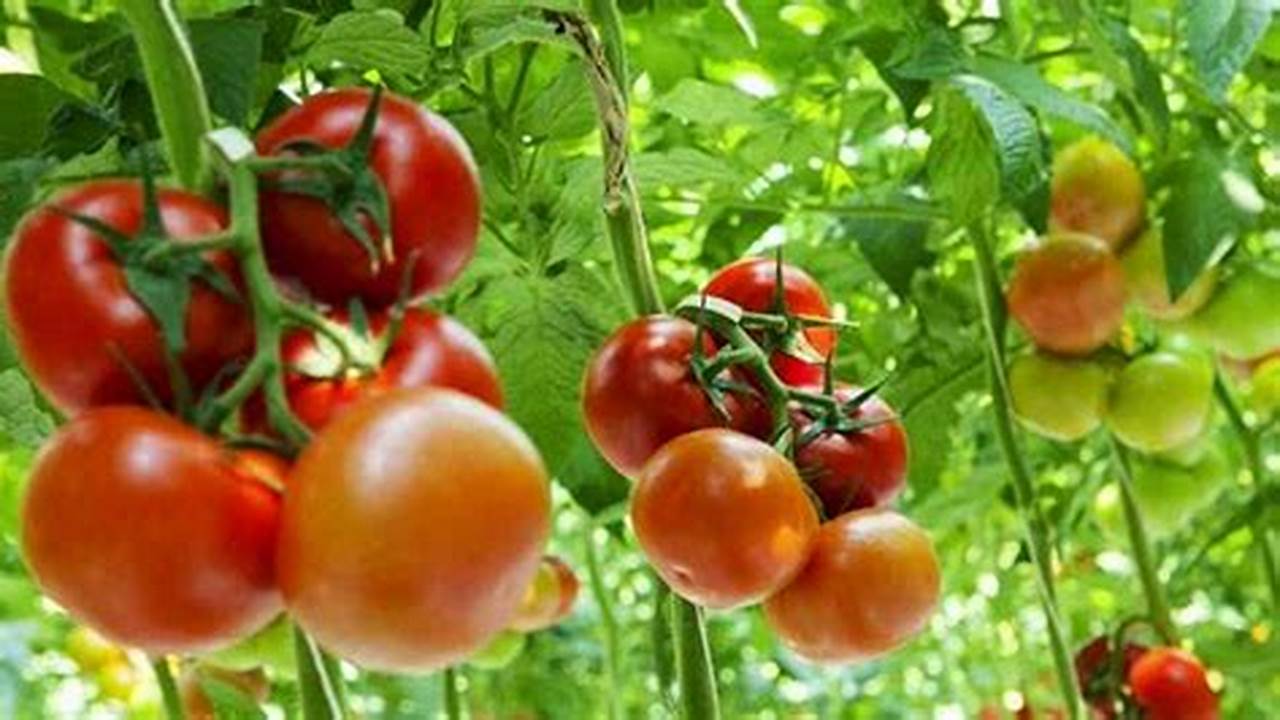 5 Manfaat Makan Buah Tomat yang Jarang Diketahui