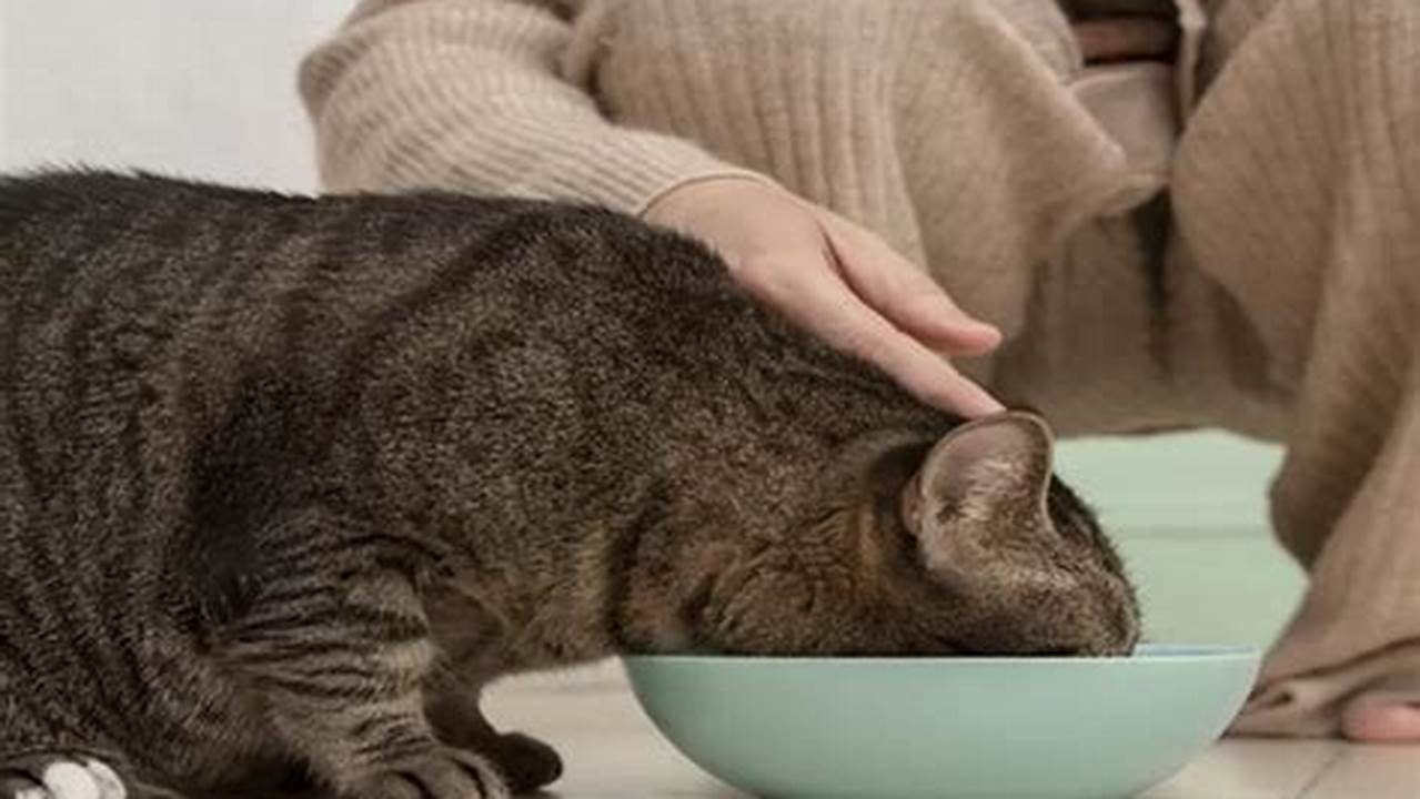 Temukan Rahasia Manfaat Memberi Makan Kucing yang Jarang Diketahui