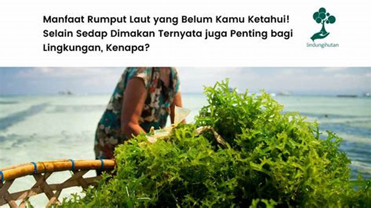 10 Manfaat Rumput Laut Bagi Lingkungan yang Jarang Diketahui