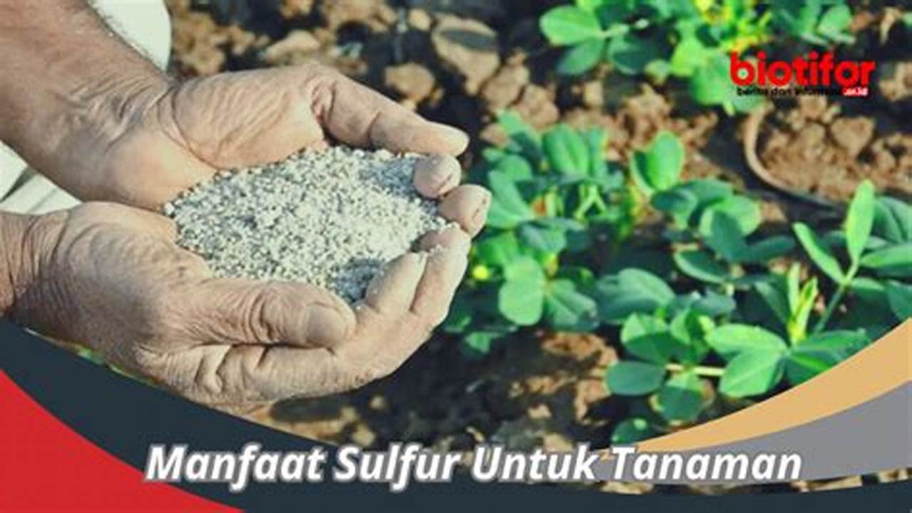 Manfaat Sulfur bagi Tumbuhan: Temuan Mengejutkan